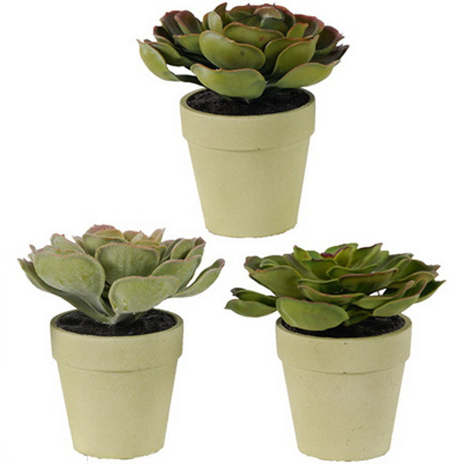 Durie Plants Set Of 3