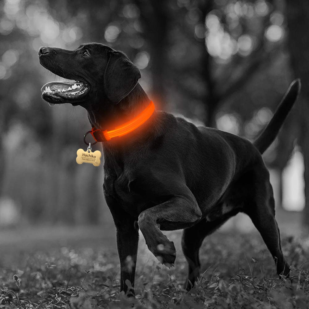 Buy Cheap Nylon LED Pet dog Collar,Night Safety Flashing Glow - Online Store Melbourne Sydney Perth Adelaide Canberra New Southwalse Australia